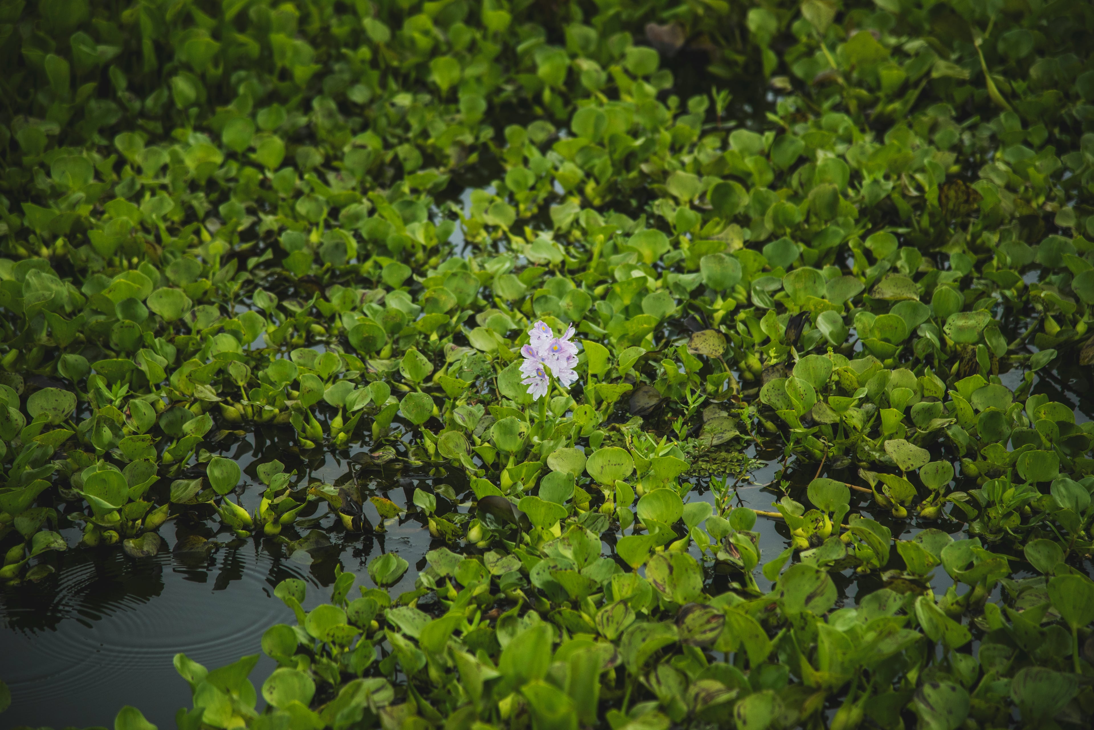 Water Hyacinth Crisis in Lake Victoria